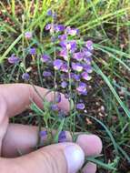 Image of velvetseed milkwort