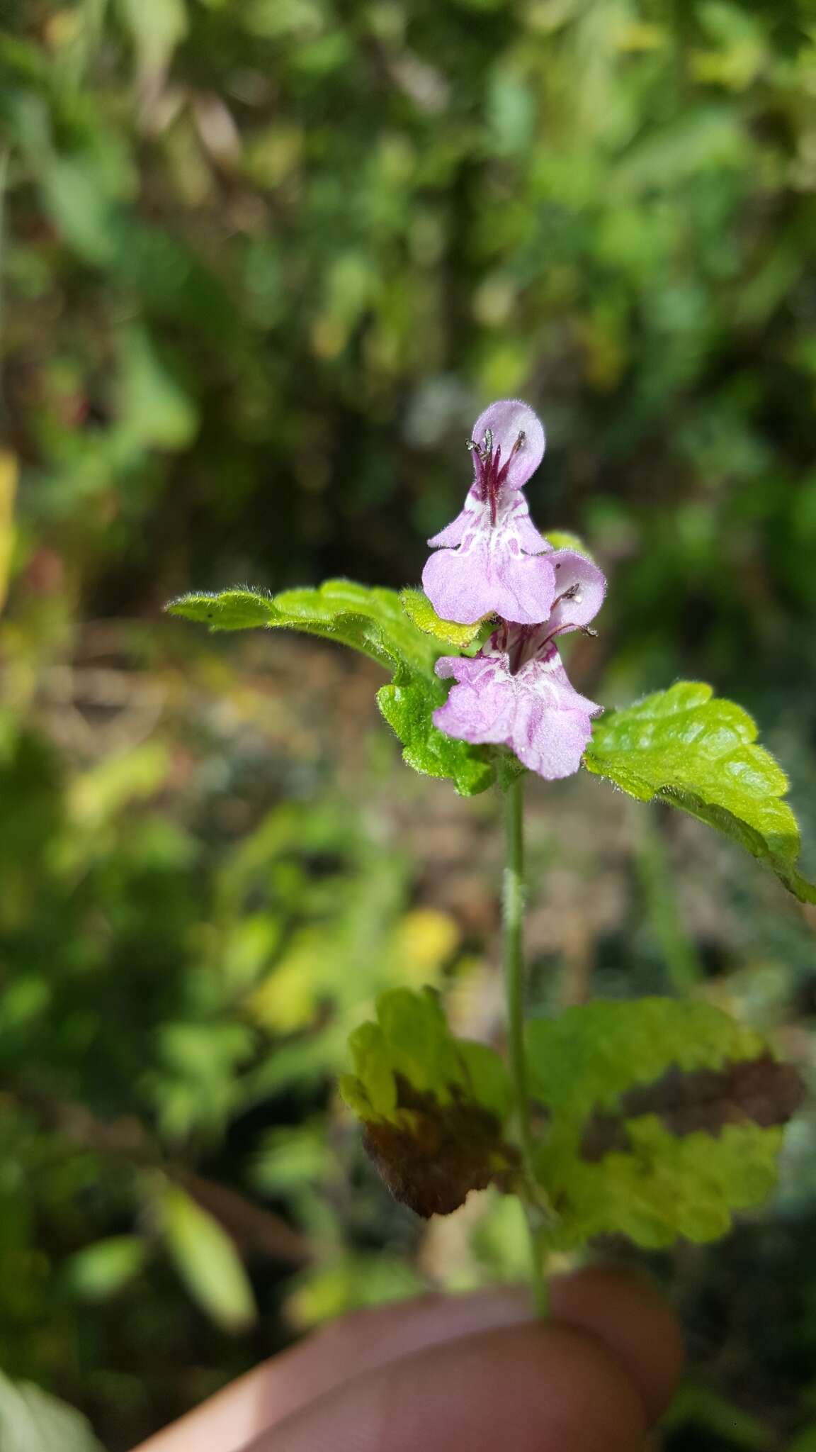 Stachys melissifolia Benth. resmi