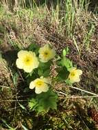 Image of American globeflower