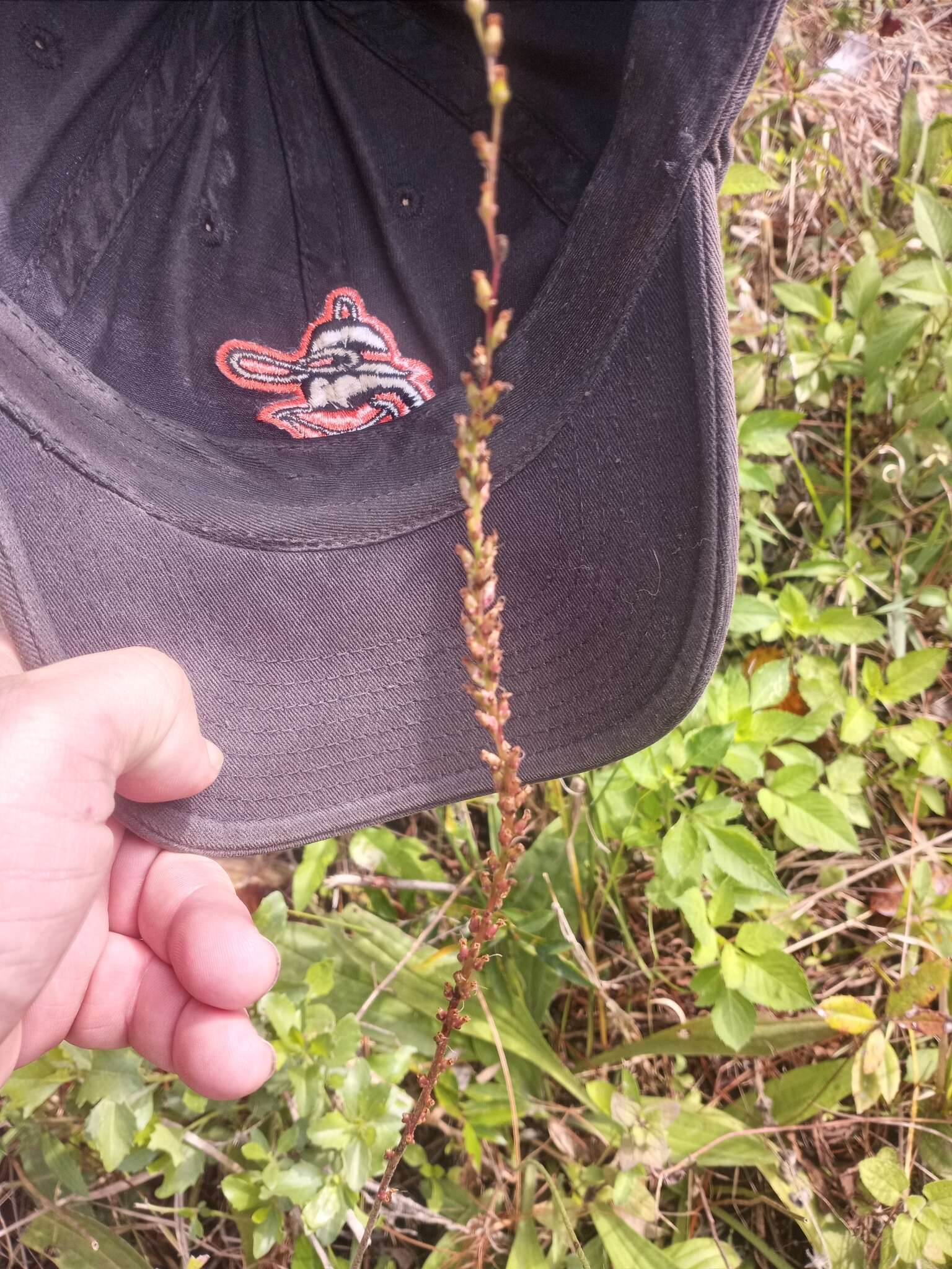 صورة Plantago sparsiflora Michx.