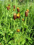 Image of brown moor clover