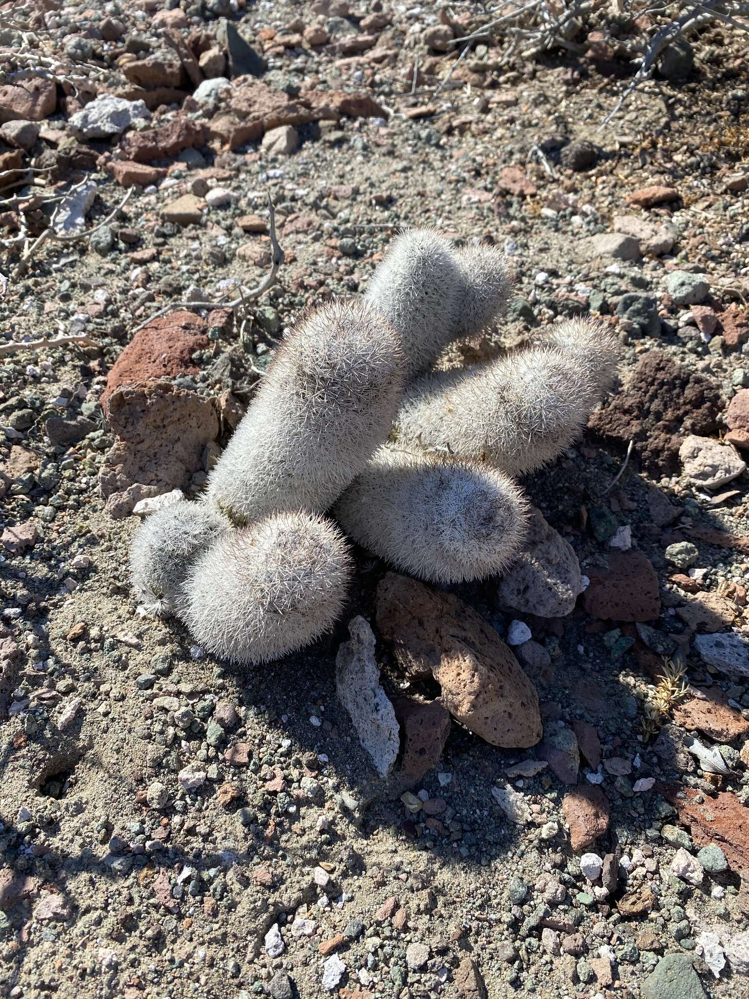 Image of Mammillaria albicans subsp. albicans