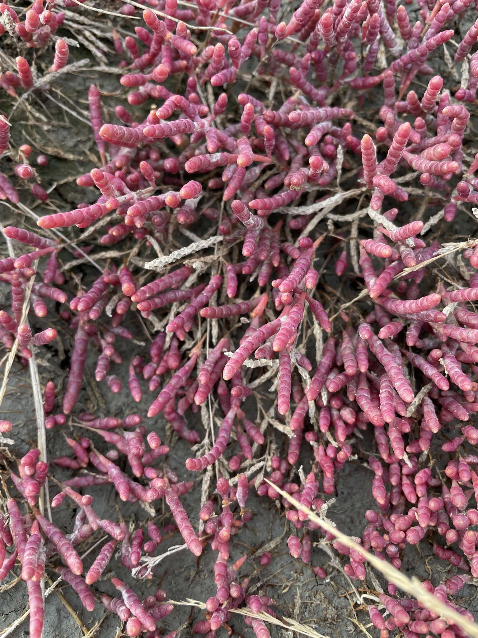 Image of red samphire