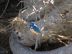 Image of Half-collared Kingfisher