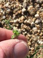 Plancia ëd Cryptantha pterocarya (Torr.) Greene