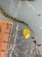 Image of Dwarf Bladderwort