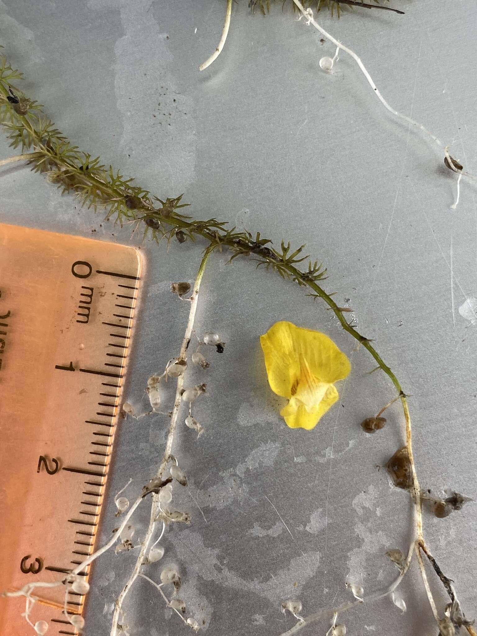 Image of Dwarf Bladderwort