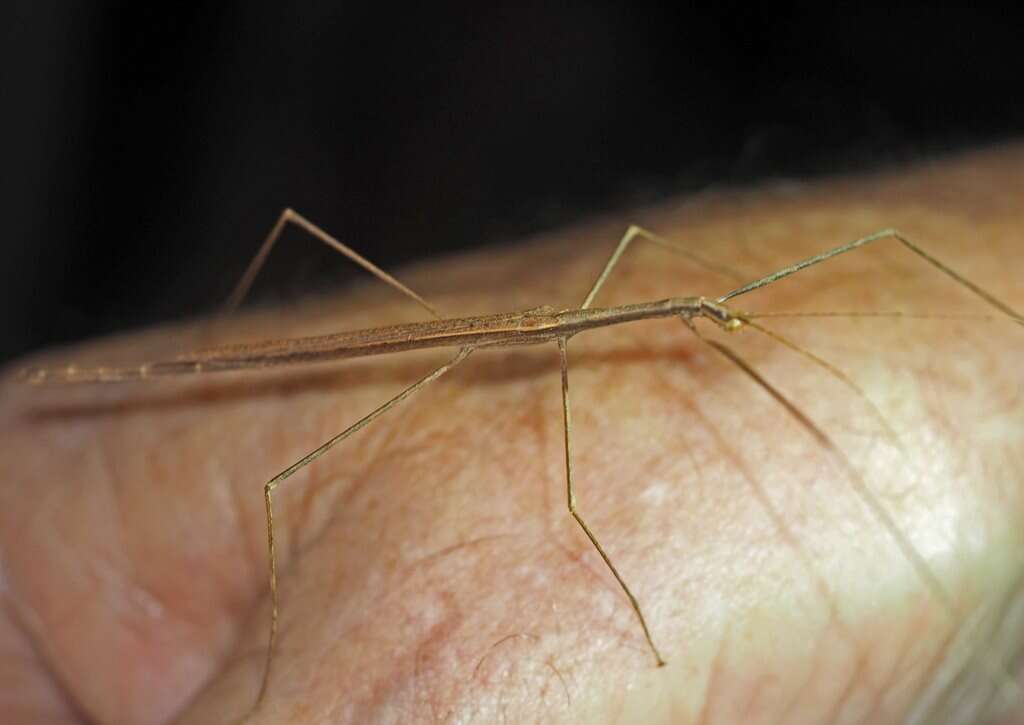 Image of Sipyloidea larryi Hasenpusch & Brock 2007