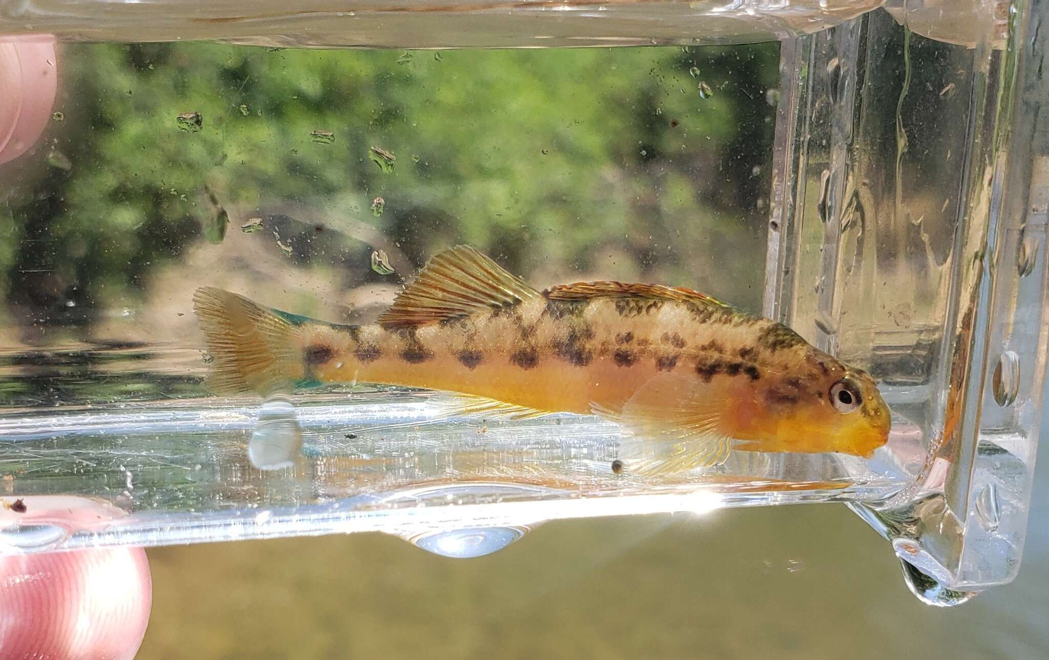 Слика од Etheostoma flavum Etnier & Bailey 1989