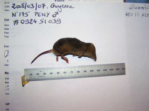 Image of Arctic Shrew