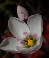 Image of Drosera alba Phill.