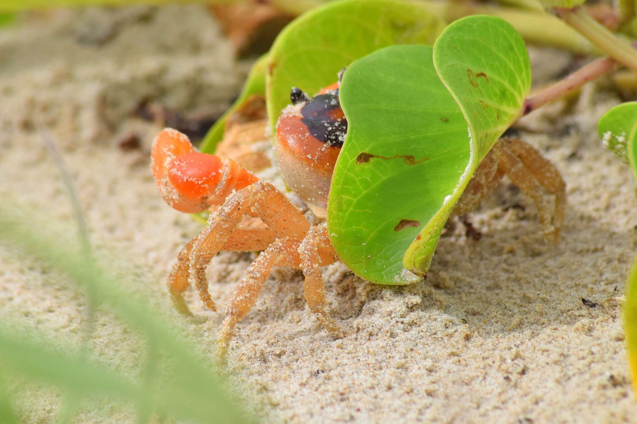 Image of Gecarcinus lateralis (Guérin 1832)