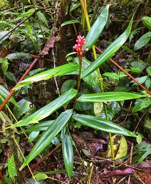 Image of Renealmia sessilifolia Gagnep.