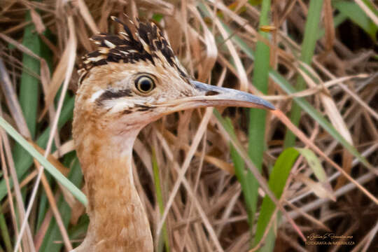 Image of Rhynchotus Spix 1825