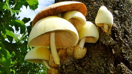 Image of Volvariella bombycina (Schaeff.) Singer 1951