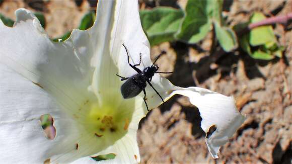 Image of Punctate Blister Beetle