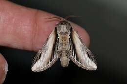 Image of Greater Swallow Prominent