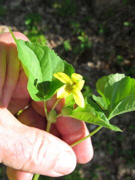 Image of downy yellow violet