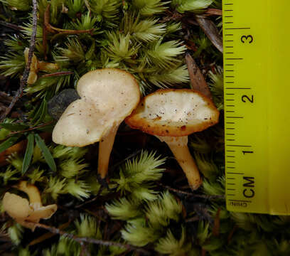 Image of Cantharellus wellingtonensis McNabb 1971