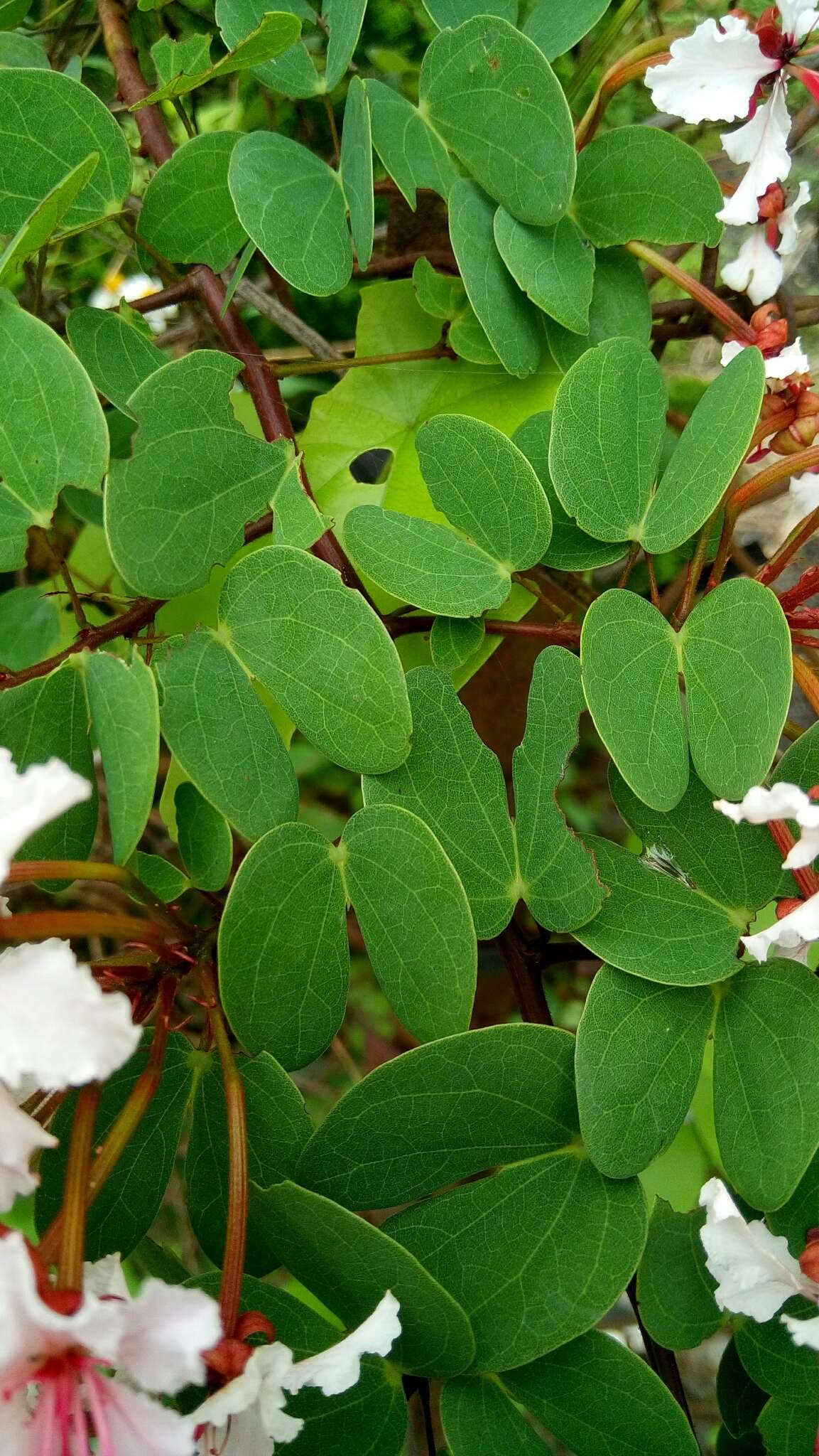 Image of Cheniella corymbosa