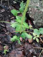 Image of Satyrium kitimboense Kraenzl.