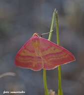 Image of Rhodostrophia cretacaria Rebel 1916