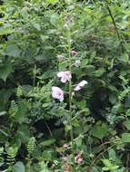 Imagem de Verbascum blattaria L.