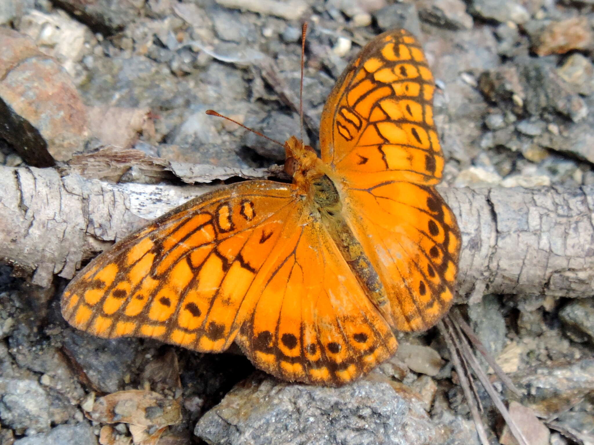 Image of Euptoieta hegesia meridiania Stichel 1938