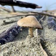 Image of Psathyrella ammophila (Durieu & Lév.) P. D. Orton 1960