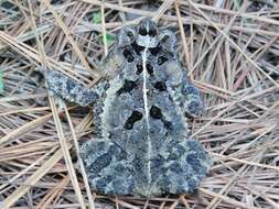 Image of Southern Round-gland Toad