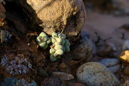 Image of Crassula elegans subsp. elegans