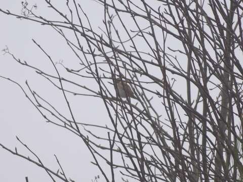 Image of Common Reed Bunting