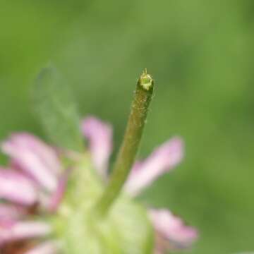 Image of Trifolium pratense var. sativum Schreb.