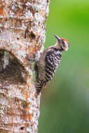 Image of Freckle-breasted Woodpecker