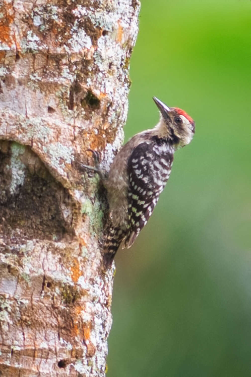 Image of Freckle-breasted Woodpecker