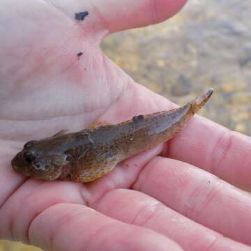 Image of Mottled Sculpin