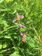 Image of Ophrys apifera var. trollii (Hegetschw.) Rchb. fil.