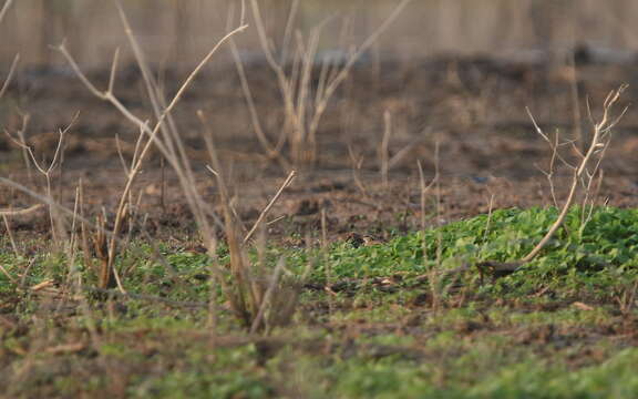 Image of Rain Quail