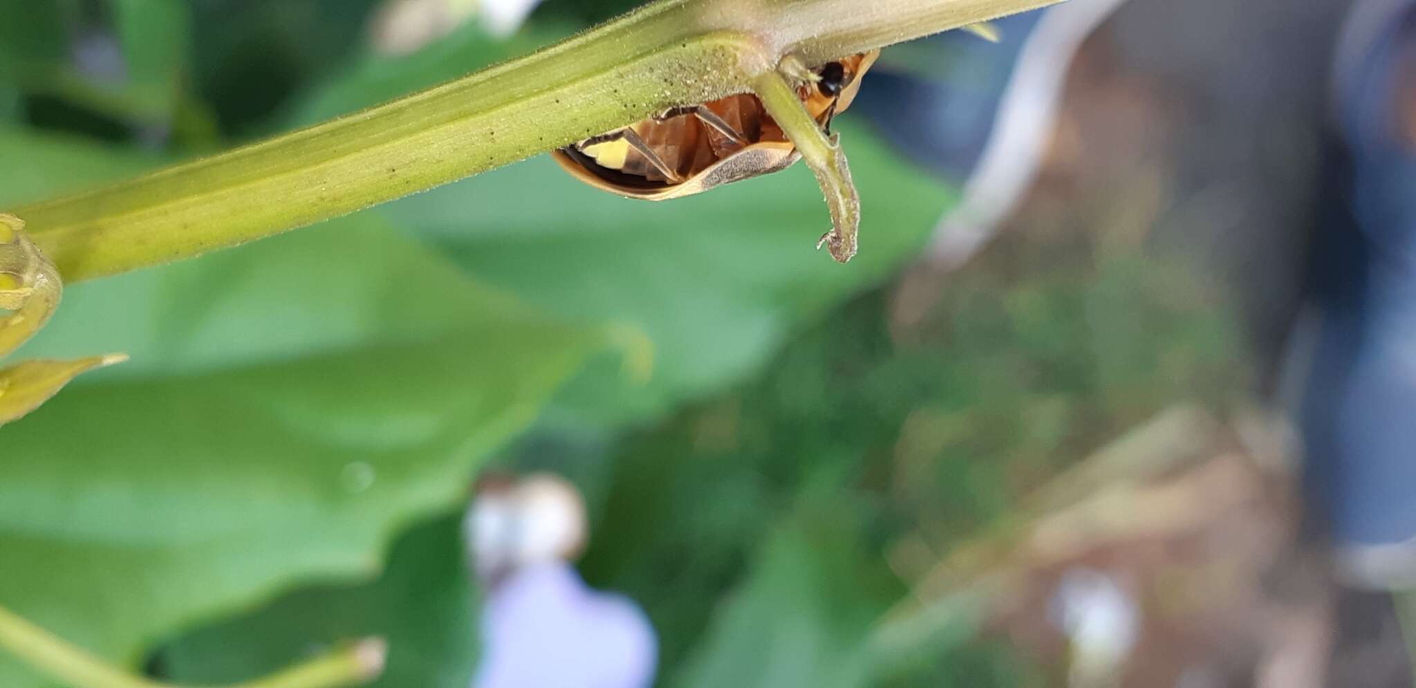 Imagem de Aspisoma hesperum (Linnaeus 1767)