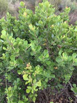 Image of Searsia lucida elliptica (Sond.) Moffett