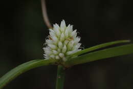 Image de Cyperus dubius Rottb.