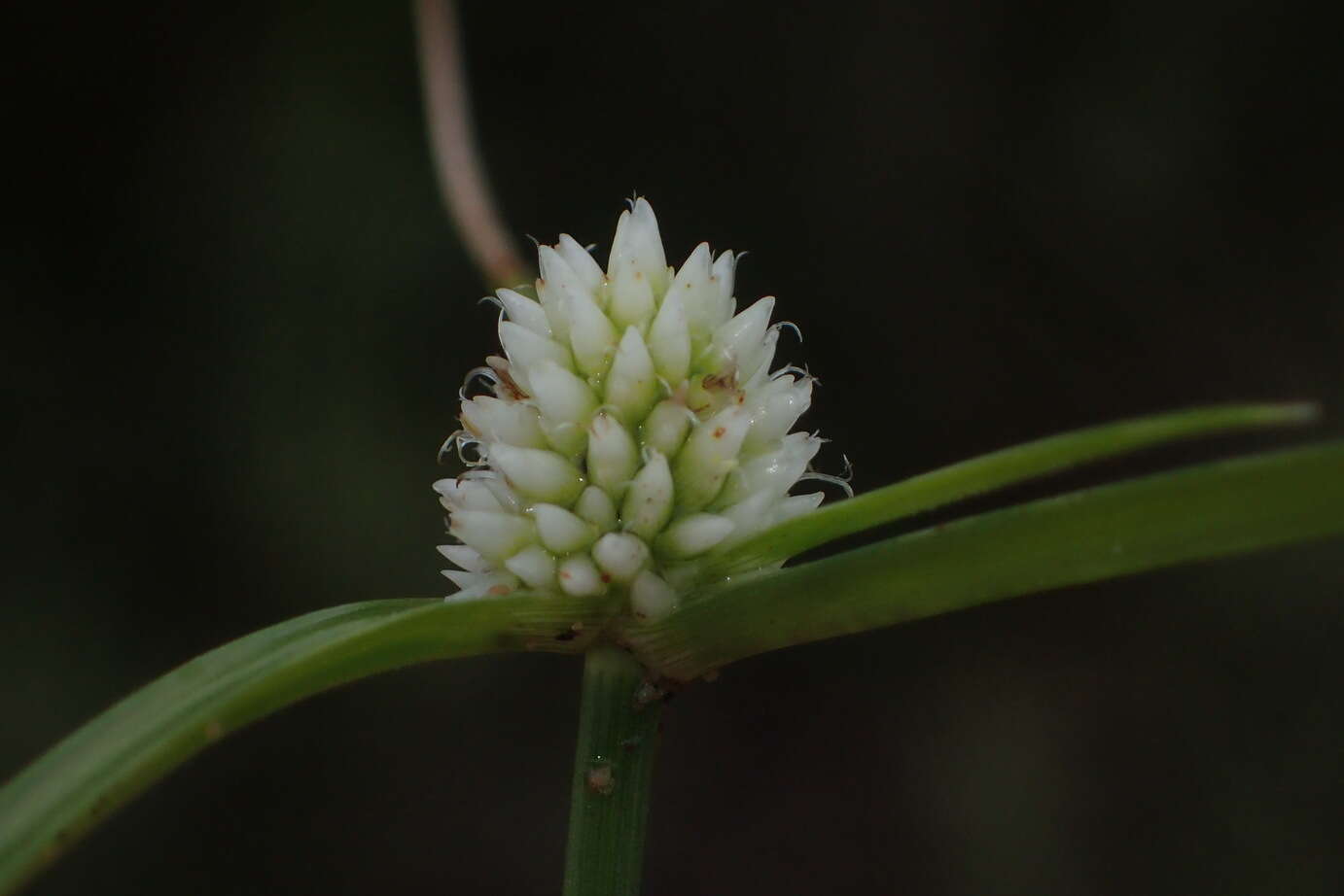 Image de Cyperus dubius Rottb.