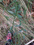 Image of Brazilian vervain