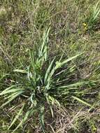 Eryngium yuccifolium var. yuccifolium resmi