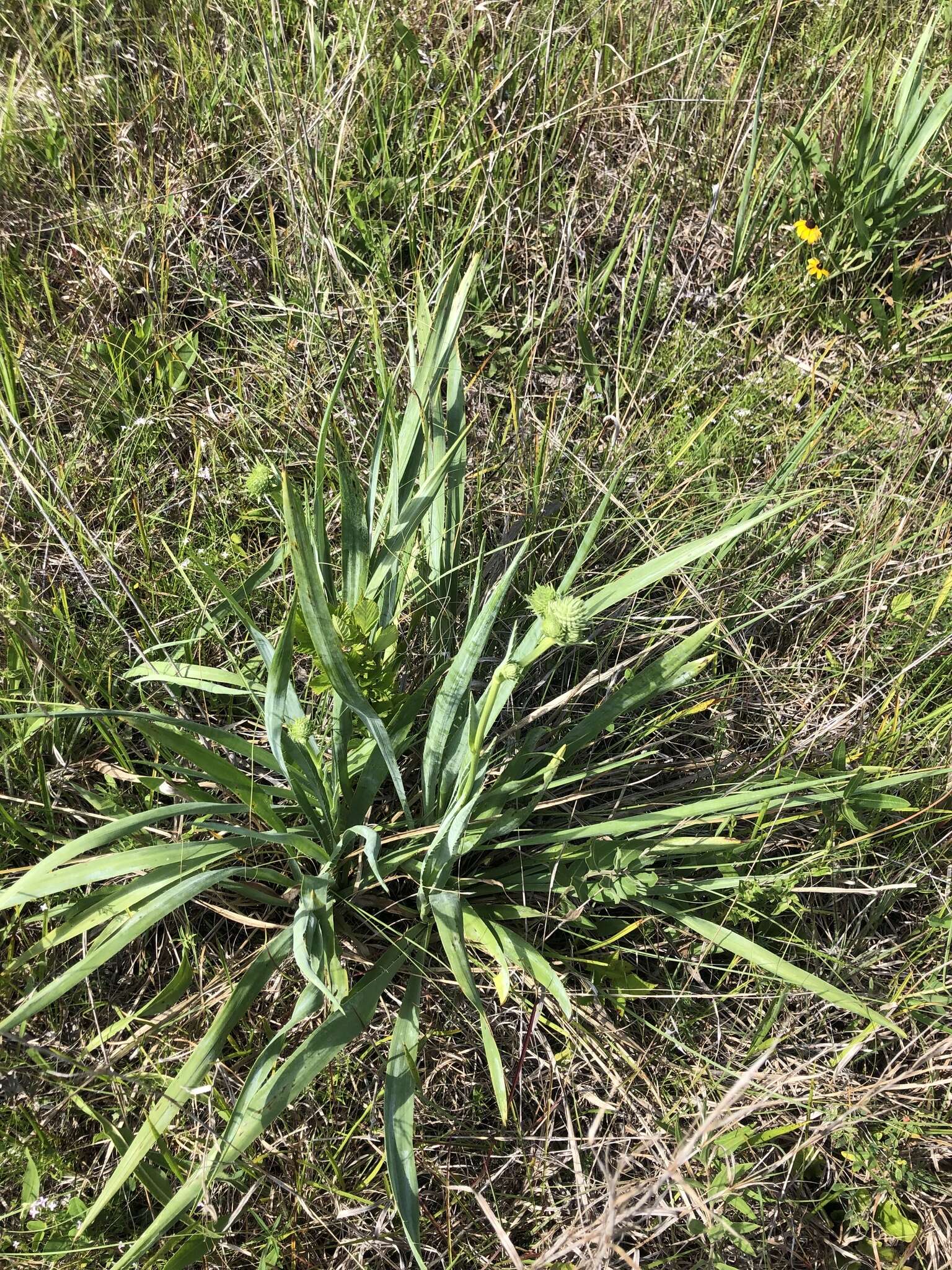 Imagem de Eryngium yuccifolium var. yuccifolium