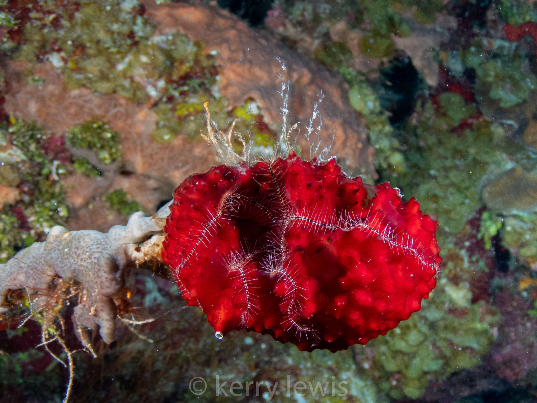 Image of Strawberry Vase Sponge