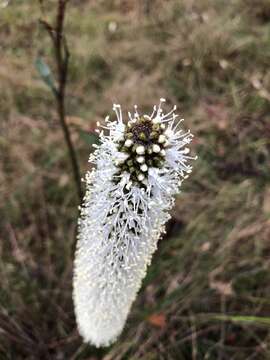 Image of Xanthorrhoea minor subsp. minor