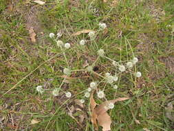 Eryngium nudicaule Lam. resmi