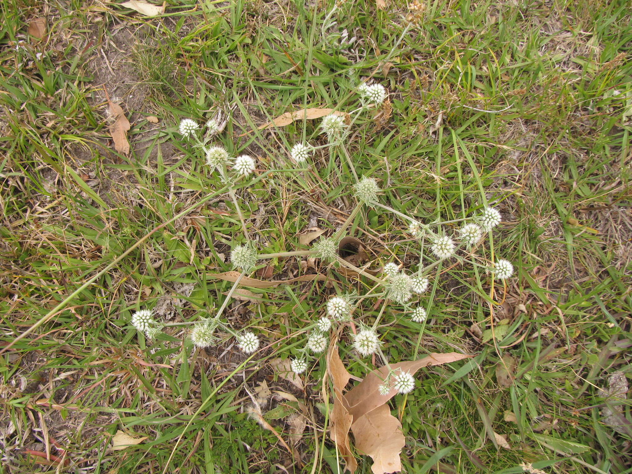 Eryngium nudicaule Lam. resmi