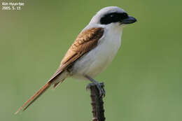 Image of Tiger Shrike